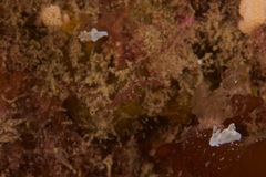 Trapania aureopunctata