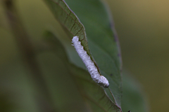 Macremphytus testaceus