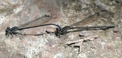 Argia ulmeca