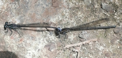 Argia ulmeca
