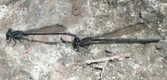 Argia ulmeca