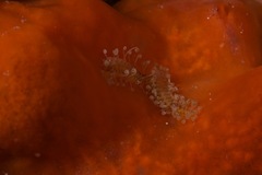 Amblyosyllis
