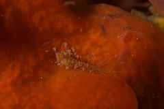 Amblyosyllis