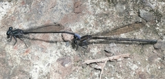 Argia ulmeca