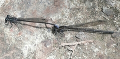 Argia ulmeca