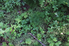 Rubus humulifolius