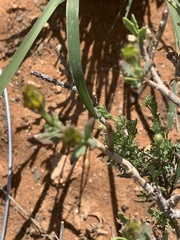 Osteospermum sinuatum sinuatum