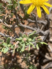 Osteospermum sinuatum sinuatum