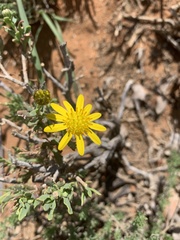 Osteospermum sinuatum sinuatum