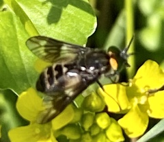 Chrysops relictus