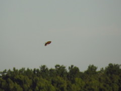 Turdus pilaris