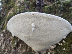 Trametes gibbosa