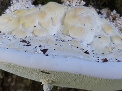 Trametes gibbosa