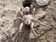 Portacosa cinerea