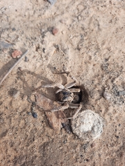 Portacosa cinerea