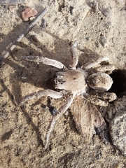 Portacosa cinerea