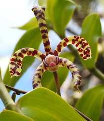 Arachnis flos-aeris