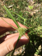 Cyperus aggregatus