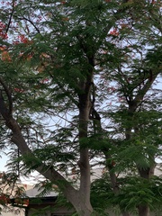Delonix regia