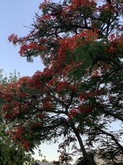 Delonix regia