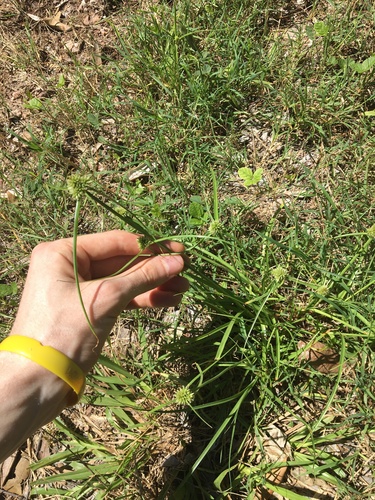 Image of Cyperus aggregatus by (c) Thomas Mesaglio, some rights reserved (CC BY)