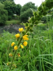 Agrimonia bracteata