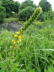 Agrimonia bracteata