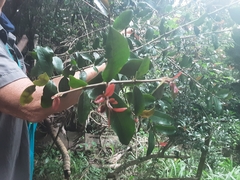 Hyperacanthus amoenus