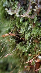 Tetraphis geniculata