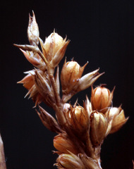 Juncus flavidus