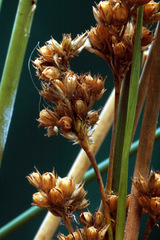 Juncus flavidus