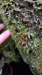 Tetraphis geniculata