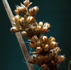 Juncus flavidus