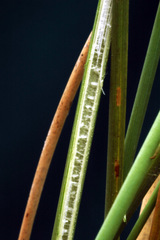 Juncus flavidus