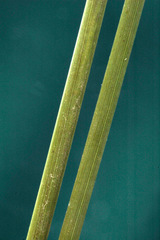 Juncus flavidus