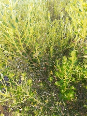 Phylica buxifolia
