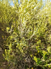 Phylica buxifolia