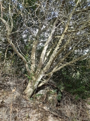 Phylica buxifolia