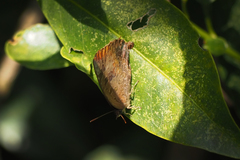 Arhopala bazalus