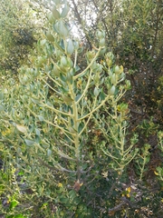 Phylica buxifolia
