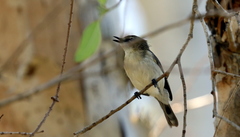 Gerygone magnirostris