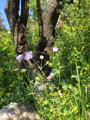 Knautia integrifolia
