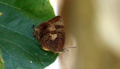 Arhopala madytus