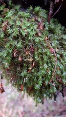 Bartramiopsis lescurii