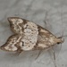 Gymnobathra hamatella - Photo (c) Mike Bowie, some rights reserved (CC BY), uploaded by Mike Bowie