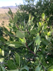 Heteromorpha arborescens arborescens
