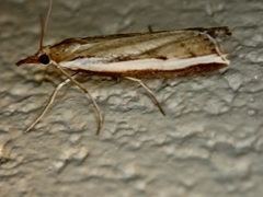 Orocrambus flexuosellus