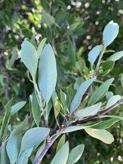 Heteromorpha arborescens arborescens