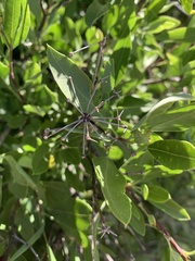 Heteromorpha arborescens arborescens