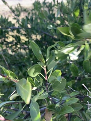 Heteromorpha arborescens arborescens